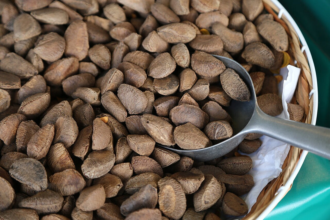 Unshelled Brazil nuts in a basket with a metal scoop