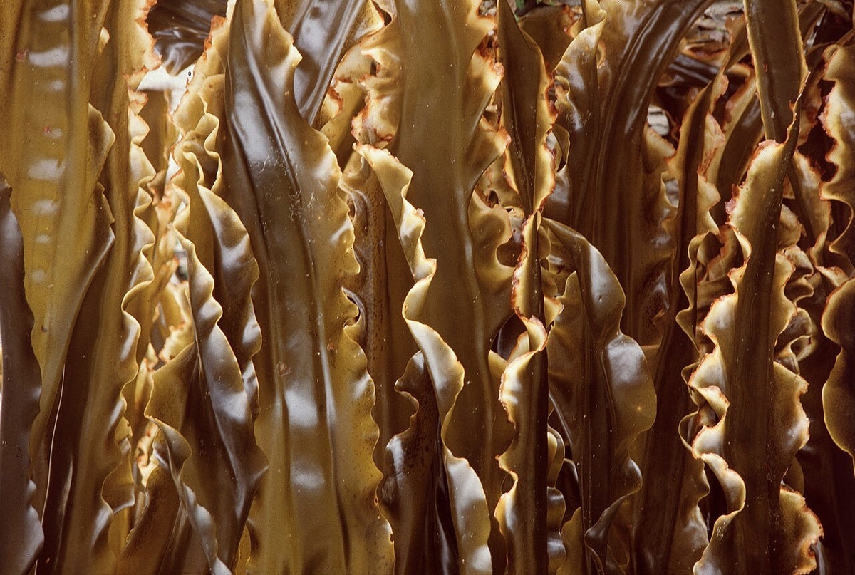 Close-up of brown kelp blades drying in Hokkaido, Japan. Seaweed is the food highest in iodine
