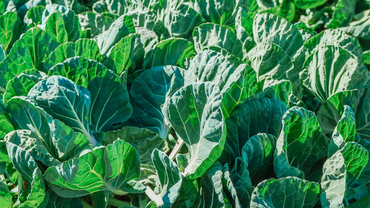 L-5-MTHF vs L-methylfolate: why the real fight is folic acid