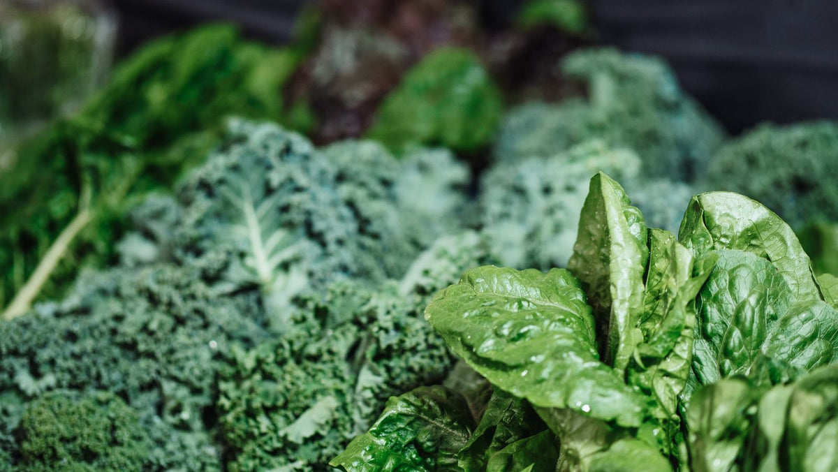 Dark leafy greens including curly kale, the top food source of vitamin K1