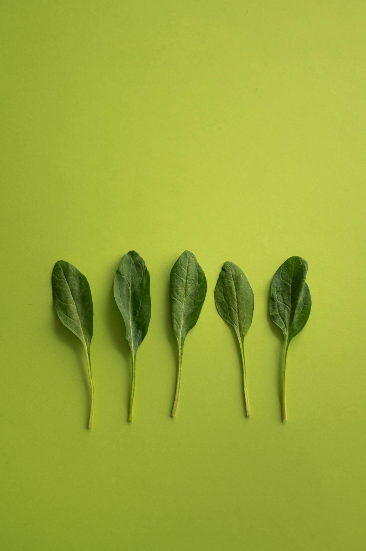 Five spinach leaves arranged on a green background, a natural source of folate